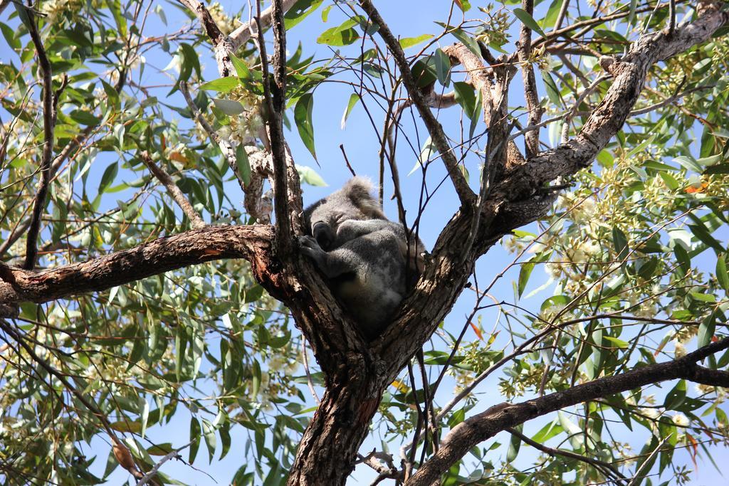 Koala Shores Holiday Park Lemon Tree Passage Экстерьер фото